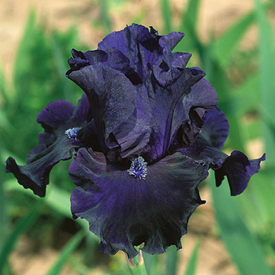 German Iris Obsidian