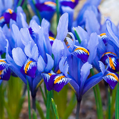 Iris Reticulata (Dwarf Iris)