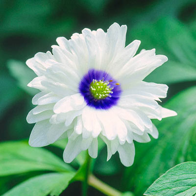 Blue Eyes Double-Flowered Wood Anemone