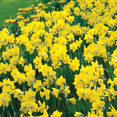 Giant Yellow Daffodils for Naturalizing in growers bag