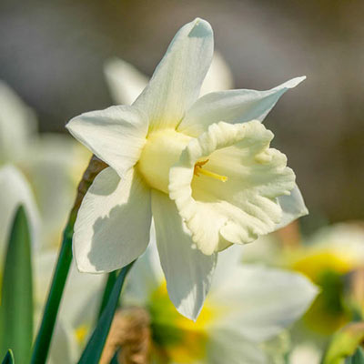 Giant White Daffodils for Naturalizing in growers bag