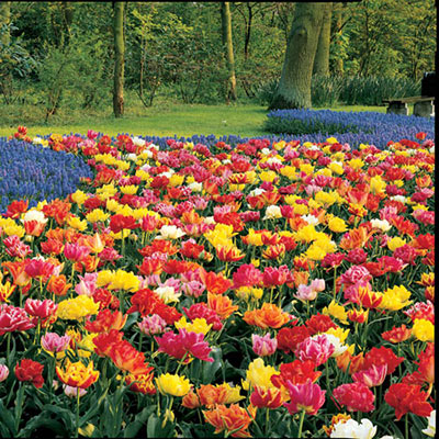 Double Early Tulip Mix