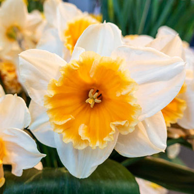 Large Cupped Daffodil Johann Strauss