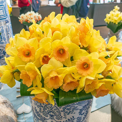 Large Cupped Daffodil Tom Pouce