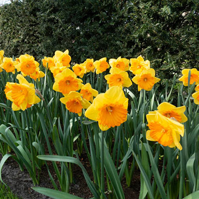 Large Cupped Daffodil Akita