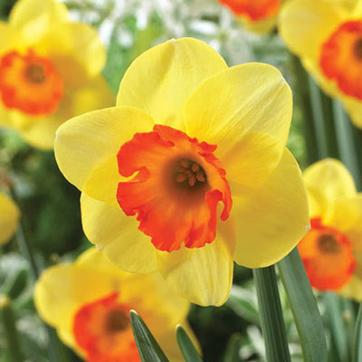 Small Cupped Daffodil Bantam