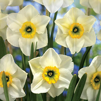 Small Cupped Daffodil Lancaster