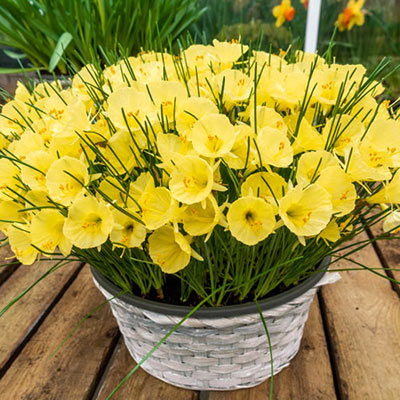 Hoop Petticoat Daffodil Julia Jane