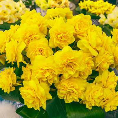 Double Daffodil Heamoor