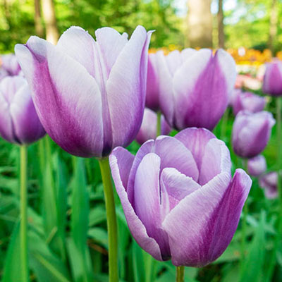 Triumph Tulip Lilac Love
