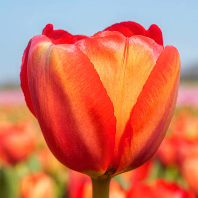 Darwin Hybrid Tulip Jack O'Lantern