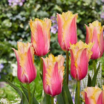 Lefeber Hybrid Tulip Flaming Memory