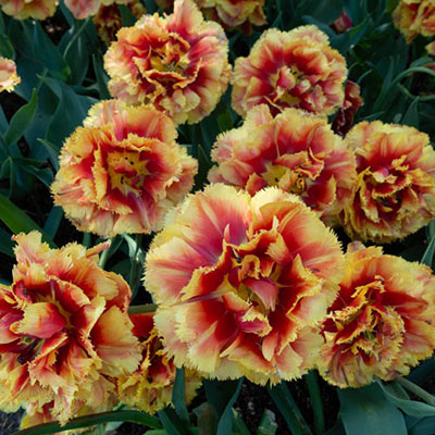 Double Fringed Tulip Dutch Pioneer