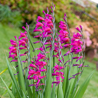 Byzantine Gladiolus