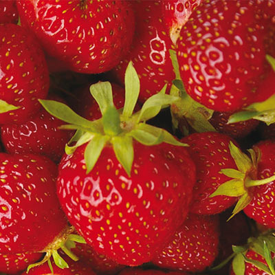 Ozark Beauty Strawberries