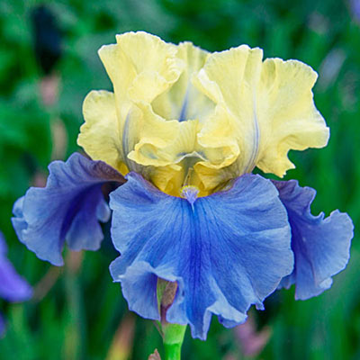 Edith Wolford German Iris