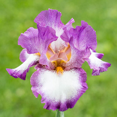 Footloose German Iris