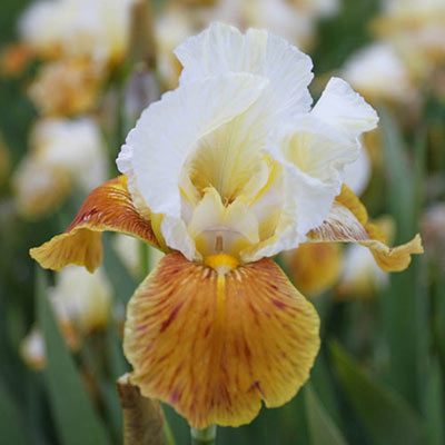 Honey Glazed German Iris