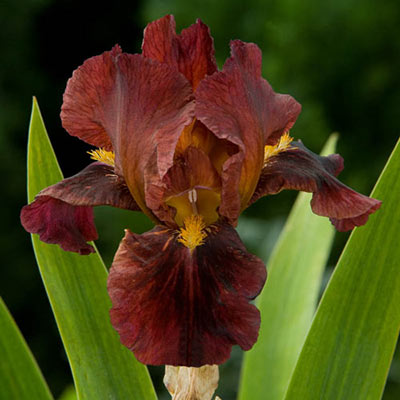 Ruby Mine Bearded Iris | K. van Bourgondien