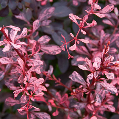 Rose Glow Barberry 