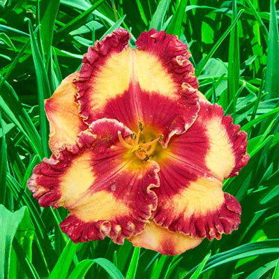 Reblooming Daylily Band of Fire