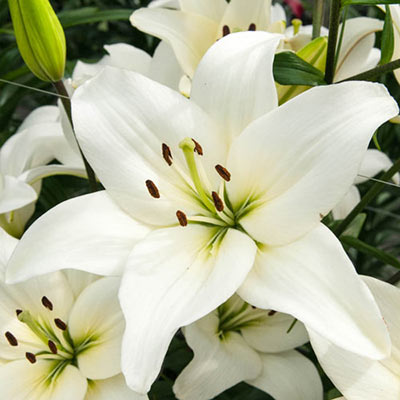 Asiatic Lily Kent