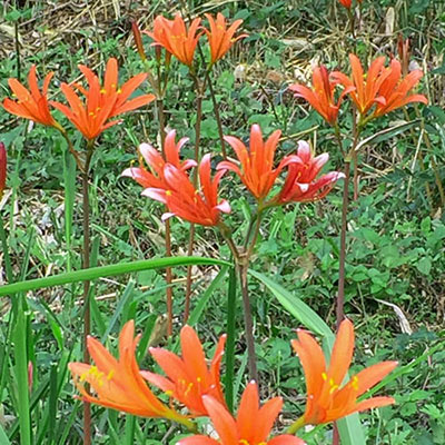 Lycoris sanguinea (Orange Spider Lily)