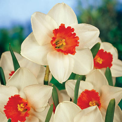 Large Cupped Daffodil Cool Flame