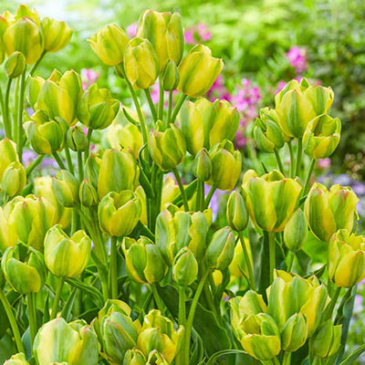 Multi-Flowering Viridiflora Tulip Serene Green
