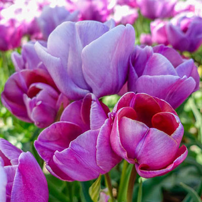 Multi-Flowering Tulip Blue Heaven