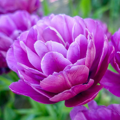 Double Tulip Blue Spectacle