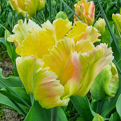 Parrot Tulip Blushing Parrot