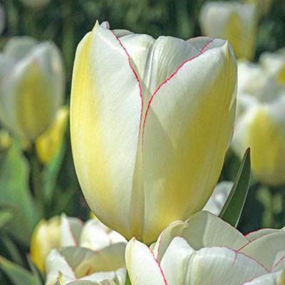 Triumph Tulip Diamond Jubilee