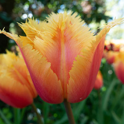 Fringed Tulip Lambada