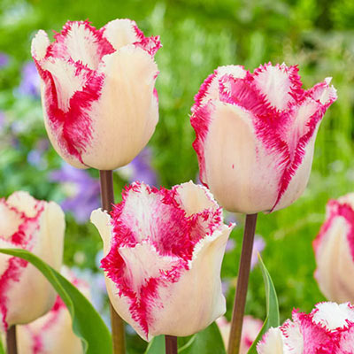 Fringed Tulip Raspberry Ripple