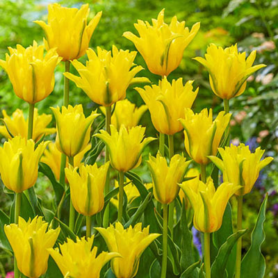 Double Lily-Flowering Tulip Yellow Spider