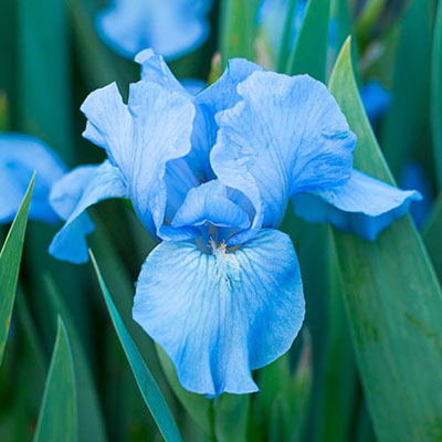 Forever Blue Dwarf Bearded Iris