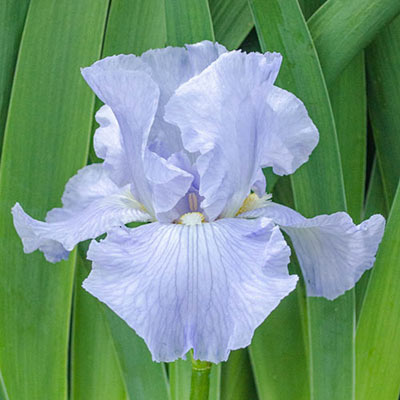 German Iris Blue Sapphire