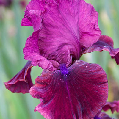 Red Chieftain Bearded Iris
