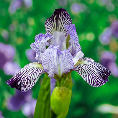 Variegata Reginae Bearded Iris