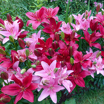 Cupid's Favorite Border Lily Duet