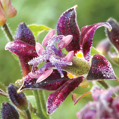 Raspberry Mousse Toad Lily