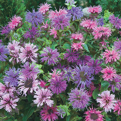 Blue and Pink Shades Bee Balm Mixture