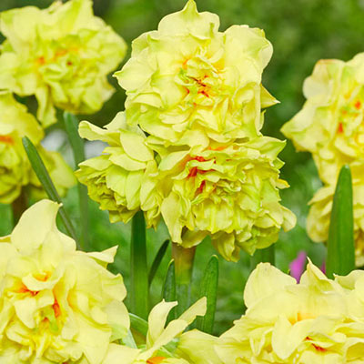 Multi-Flowering Double Daffodil Fairness