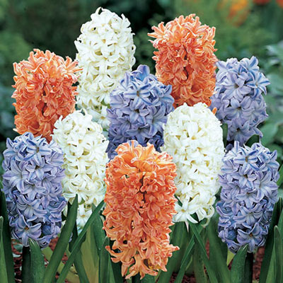 Prince of Orange Hyacinth Blend