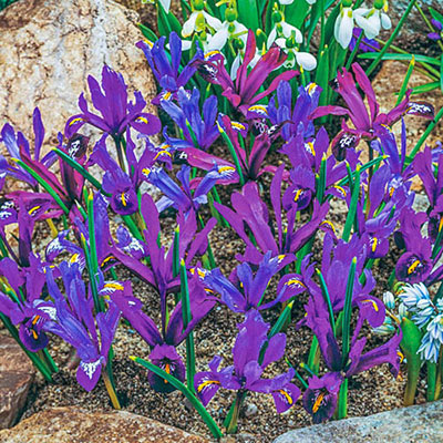 Mixed Dwarf Iris Reticulata