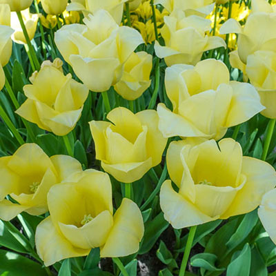 Triumph Tulip World Friendship