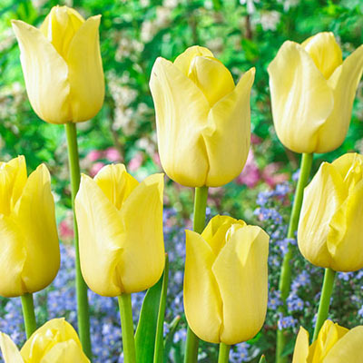 Triumph Tulip World Friendship