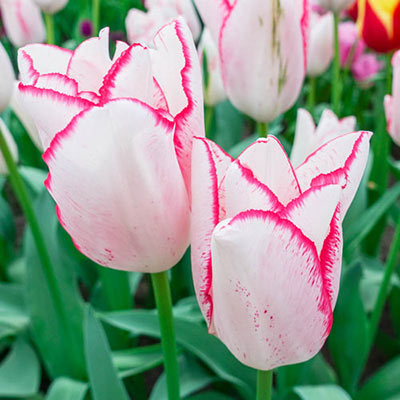 Mayflowering Tulip Beautytrend