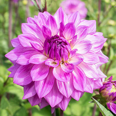 Decorative Dahlia Lake Michigan